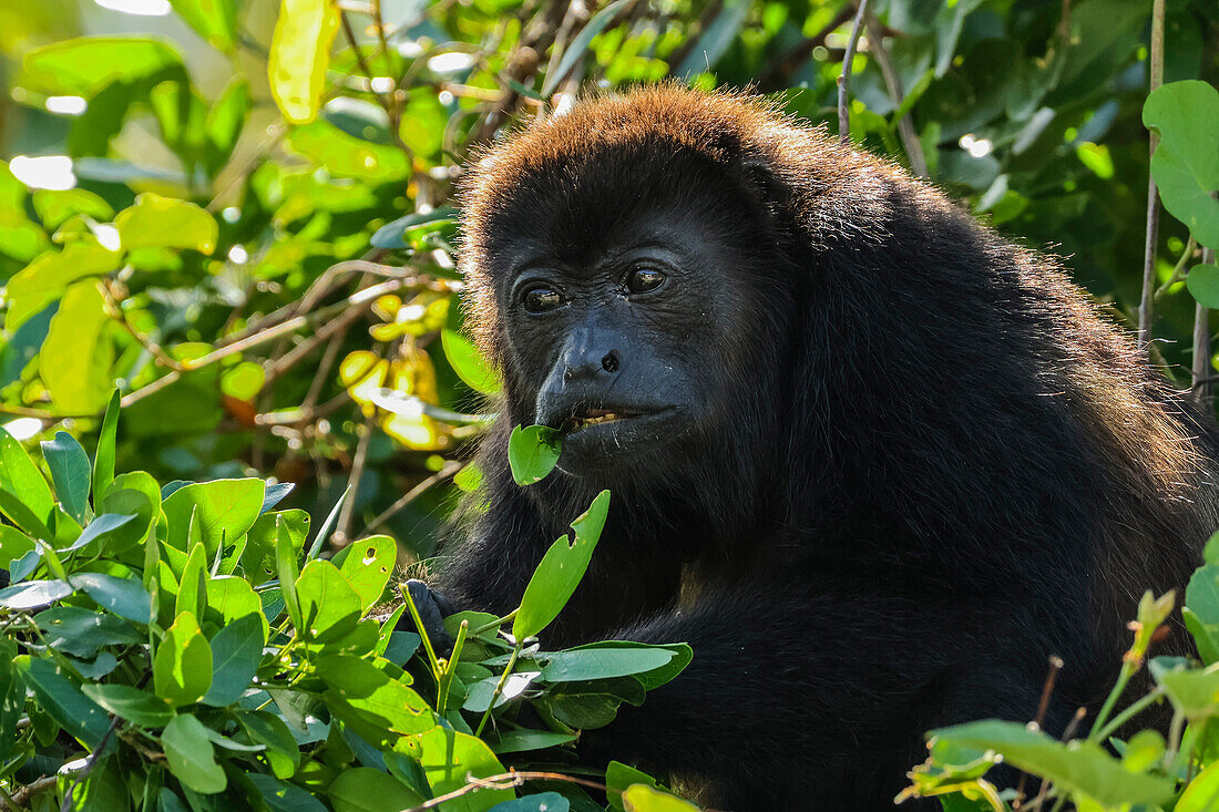 Weiblicher Mantelbrüllaffe (Alouatta palliata), bekannt für seinen lauten Ruf, beim Fressen im Pazifikküstenwald, Esperanza, Nosara, Guanacaste, Costa Rica