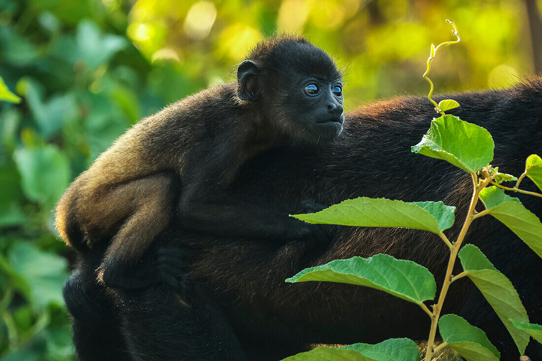 Infant riding on the back of a female mantled howler monkey (Alouatta palliata) in Pacific coast forest, Esperanza, Nosara, Guanacaste, Costa Rica