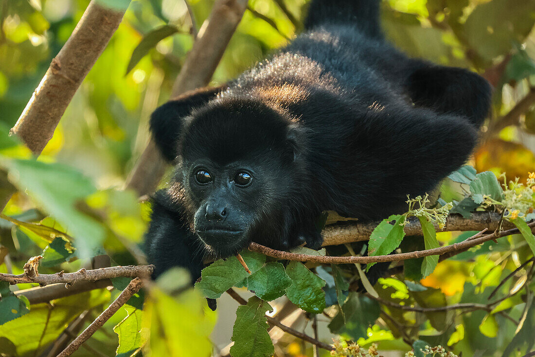 Junger Mantelbrüllaffe (Alouatta palliata) im Pazifikküstenwald, bekannt für seinen lauten Ruf, Esperanza, Nosara, Guanacaste, Costa Rica