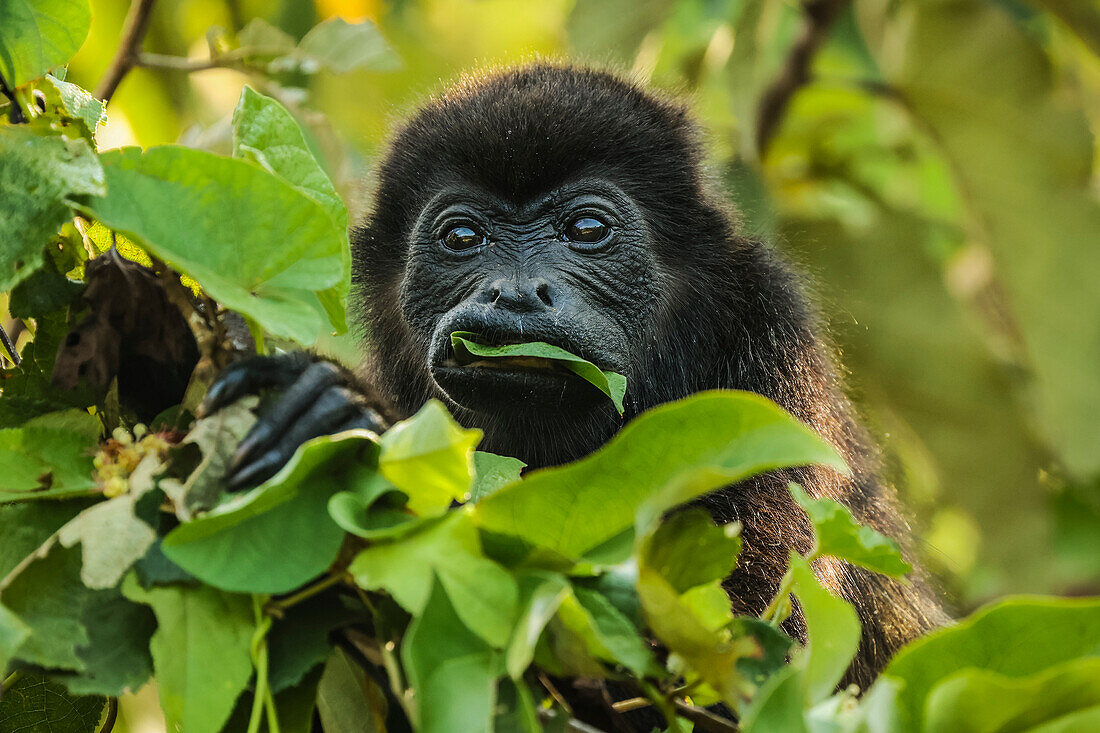 Weiblicher Mantelbrüllaffe (Alouatta palliata) beim Fressen von Baumblättern in einem Wald an der Nordpazifikküste, Esperanza, Nosara, Guanacaste, Costa Rica