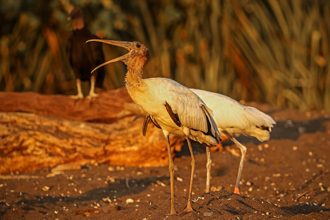 Wood storks (Mycteria americana) big wading bird of the south Americas, scavenging on black sand turtle beach, Ostional, Guanacaste, Costa Rica