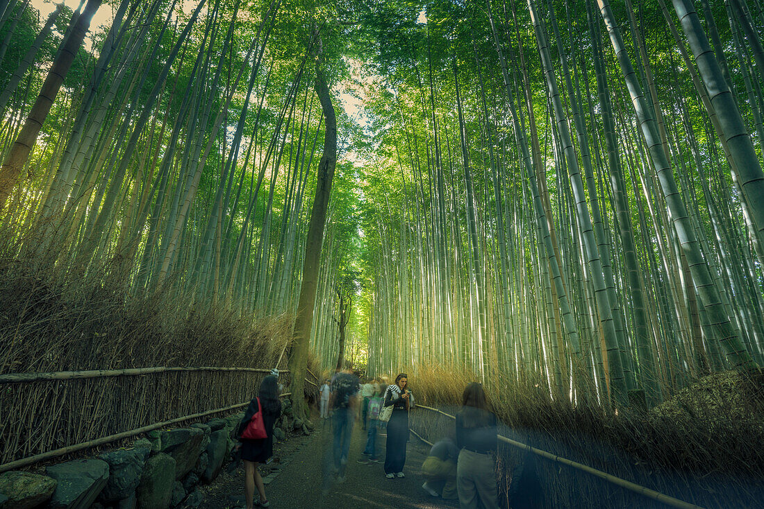 View of Bamboo walkway, Sagatenryuji Tateishicho, Ukyo Ward, Kyoto, Honshu, Japan