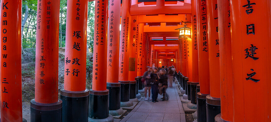 View of The Endless Red Gates (Torii) at Fushimi Inari Shrine at dusk, Fukakusa Yabunouchicho, Fushimi Ward, Kyoto, Honshu, Japan