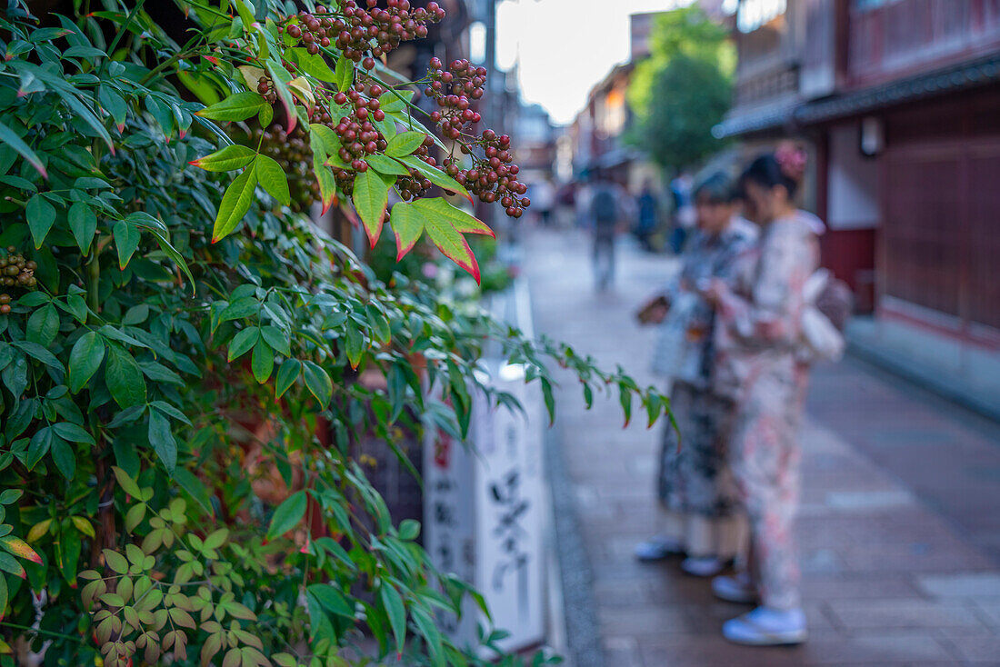 View of autumn leaves and couple wearing Kimons in the Higashi Chaya District, Kanazawa City, Ishikawa Prefecture, Honshu, Japan