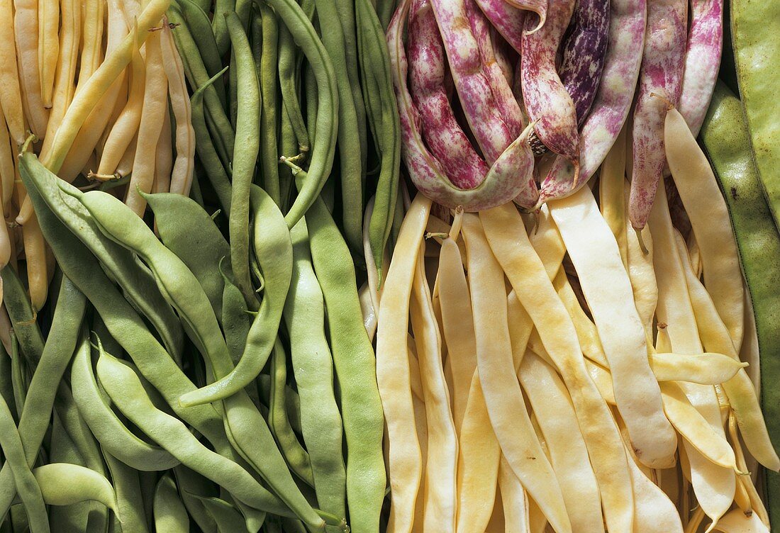 Various types of beans (close-up)