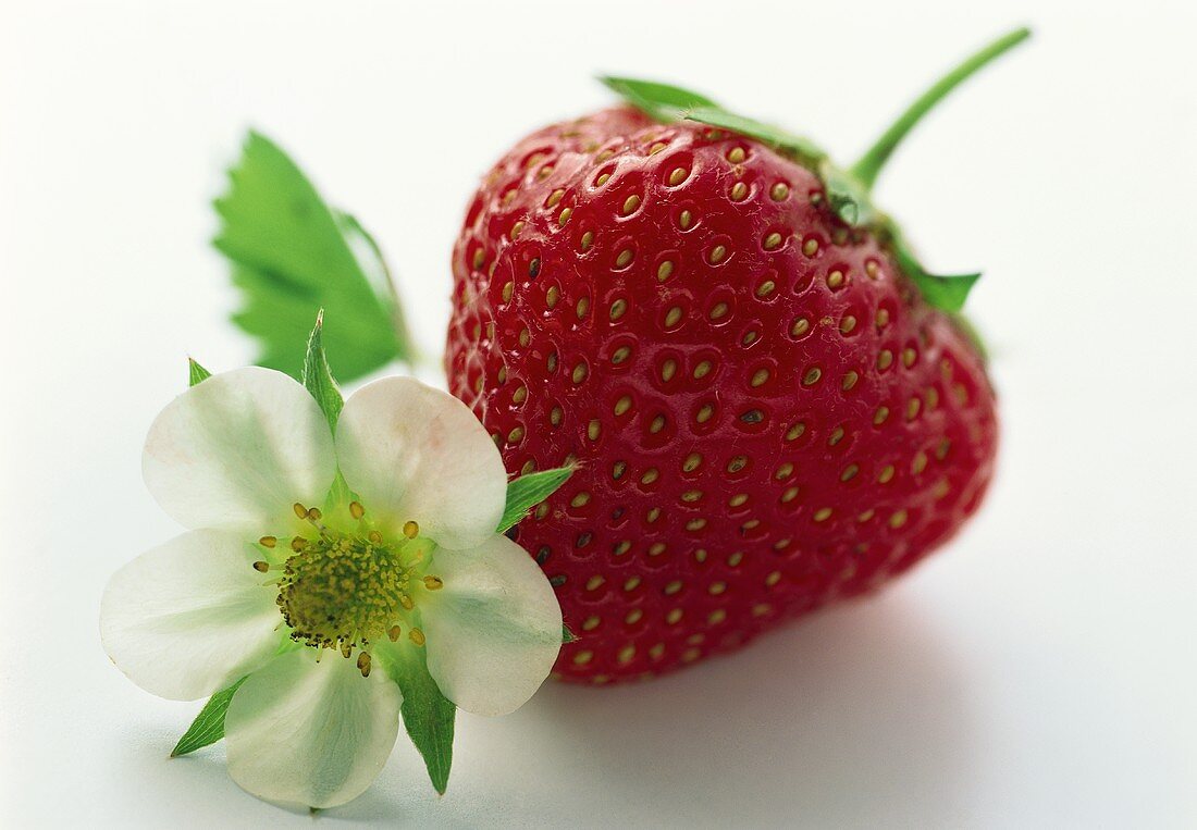 Large Ripe Strawberry with Strawberry Blossom
