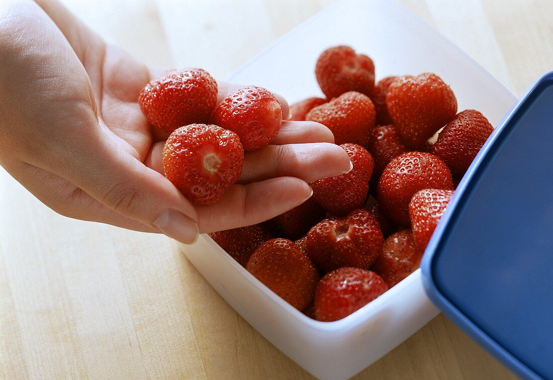 Frische, entstielte Erdbeeren in Tiefkühldose geben