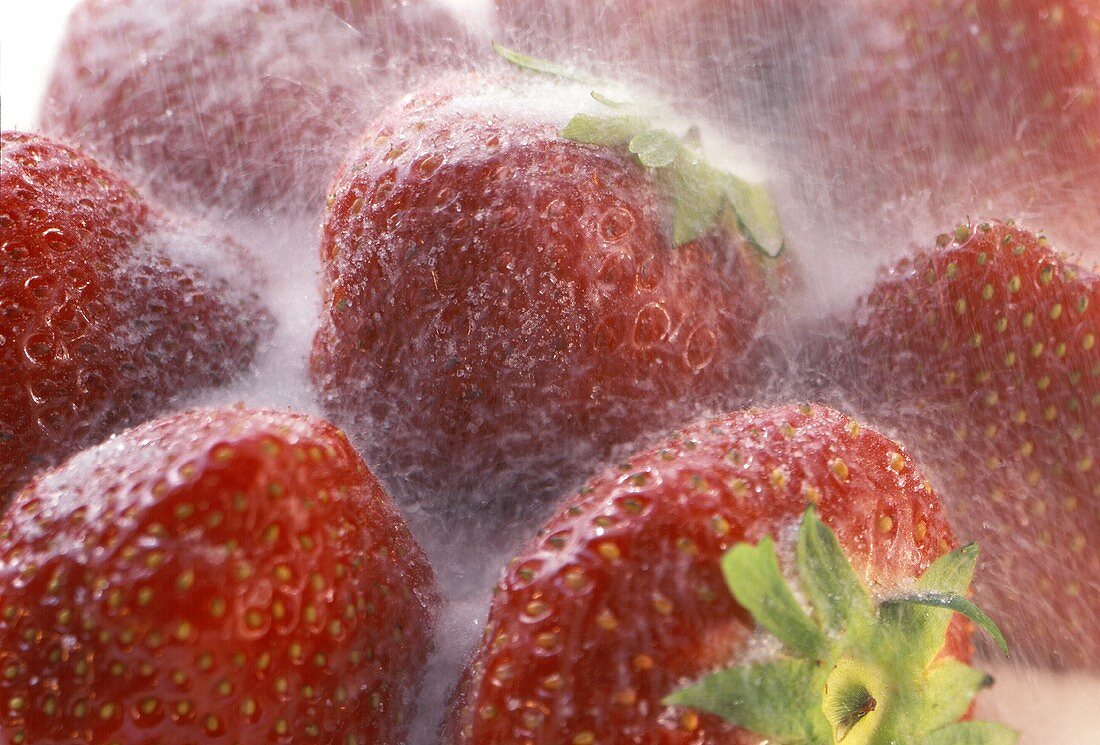 Kristallzucker rieselt auf Erdbeeren herab