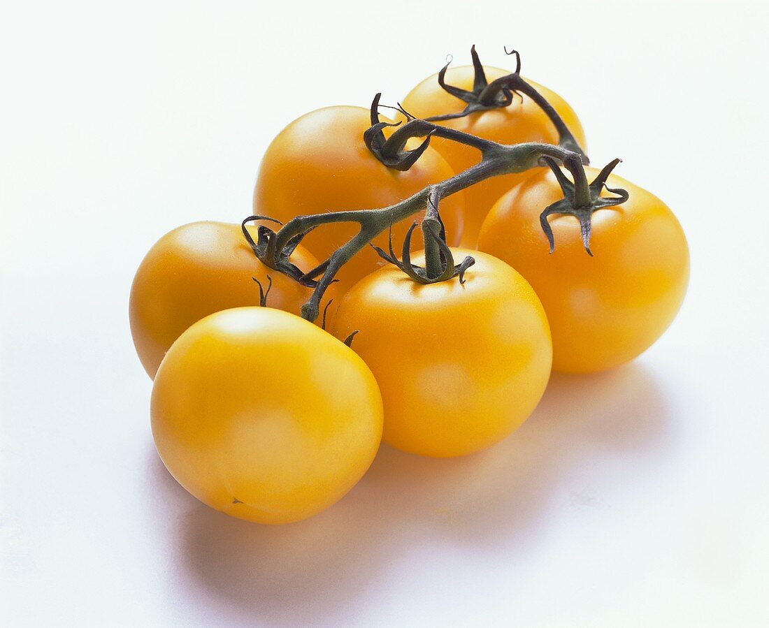 Six yellow tomatoes on the vine on white background