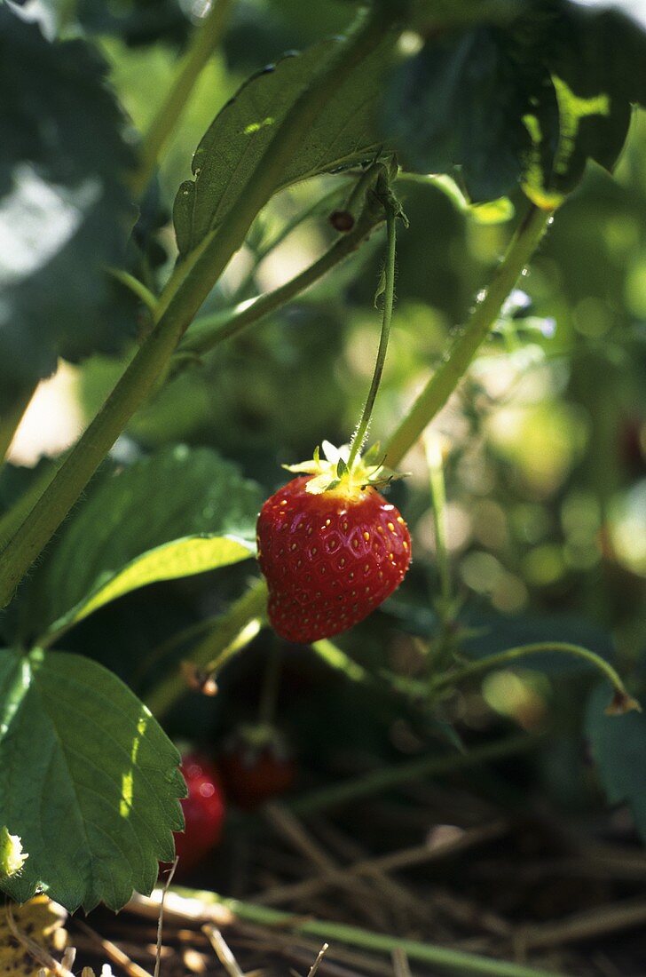 Zwei Erdbeeren an der Pflanze auf dem Feld