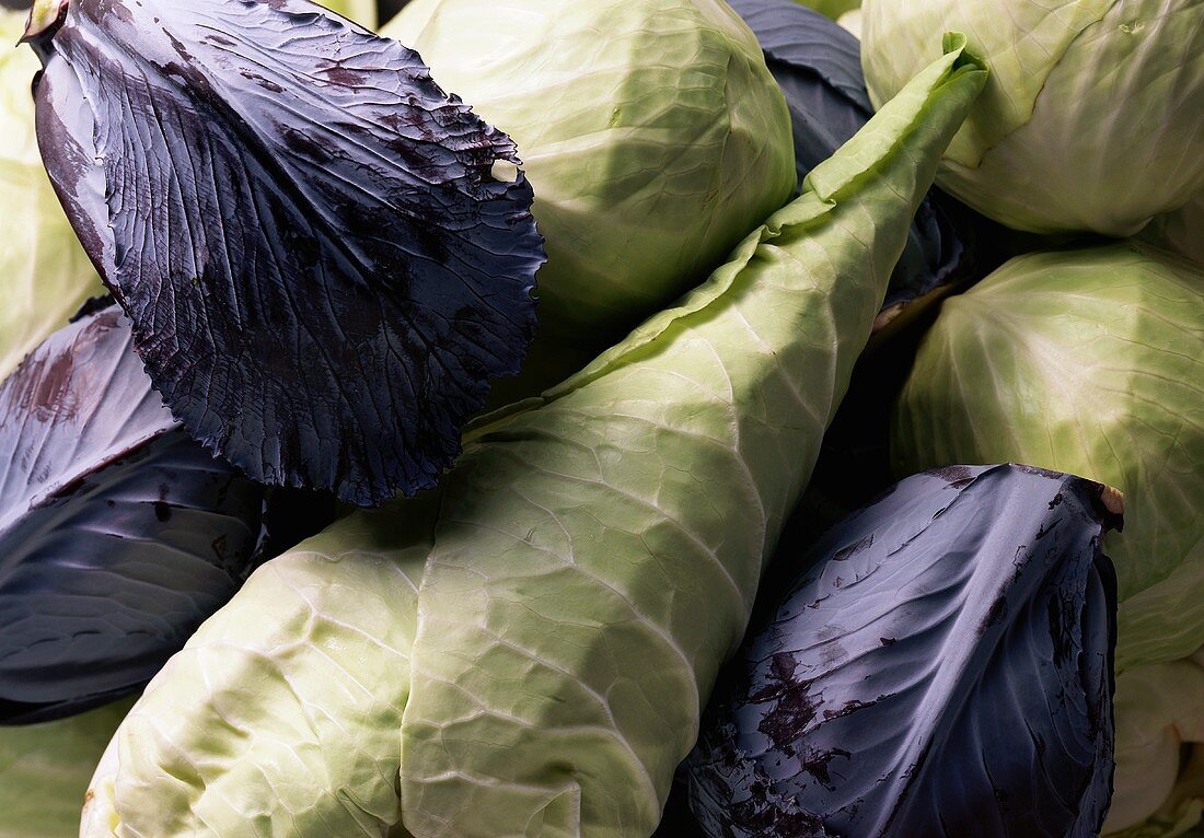 Rotkohl und Spitzkohlköpfe (bildfüllend)