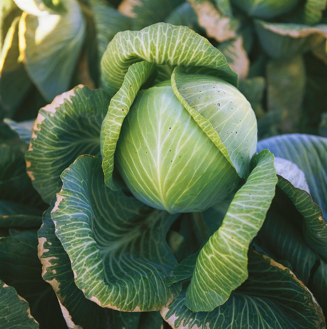 A white cabbage in the field