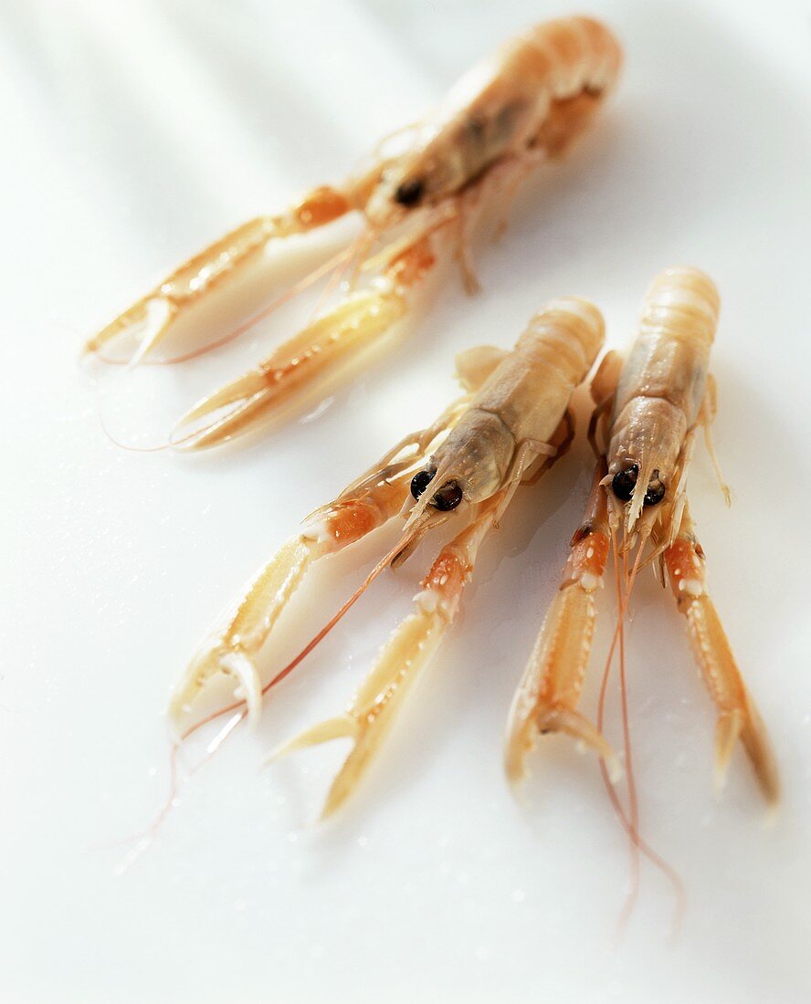 Three scampi