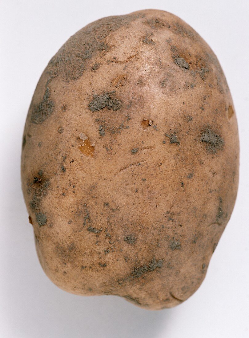 Eine Kartoffel der Sorte Bintje (mehlig)