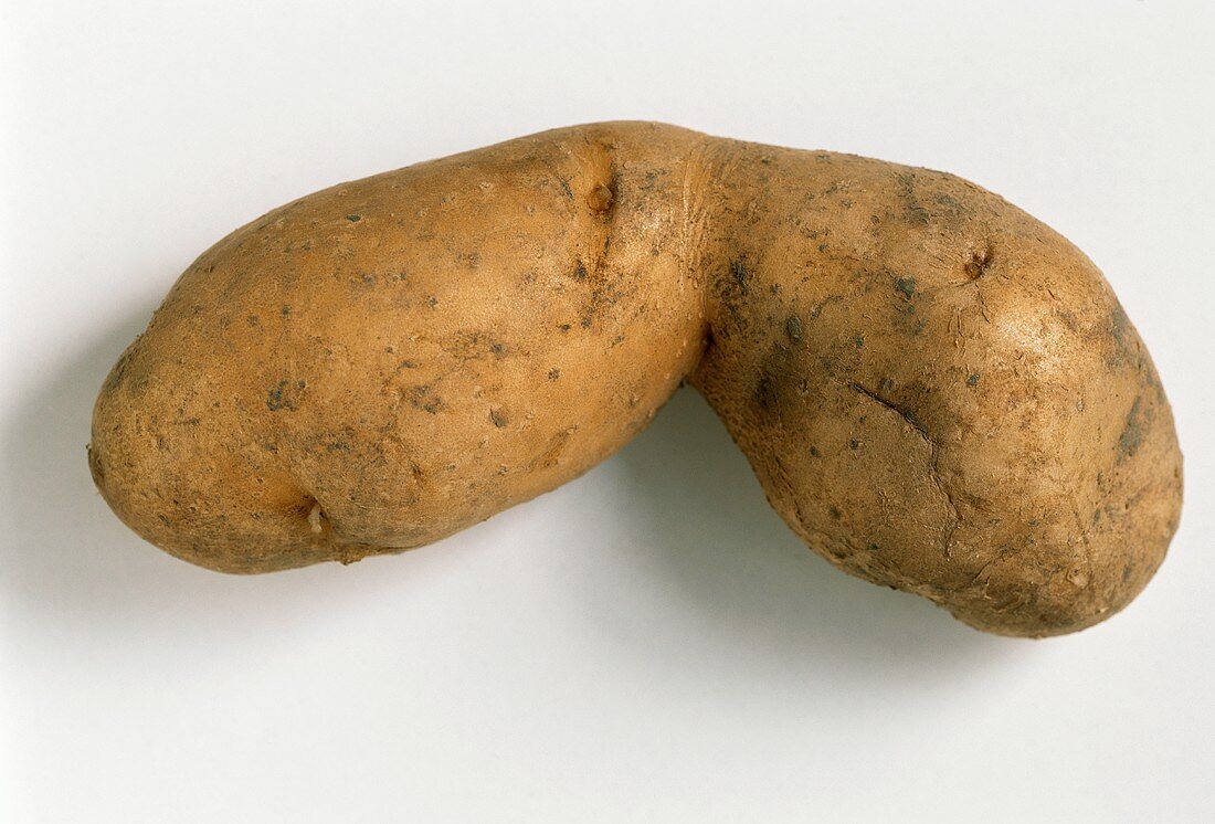 A potato, variety Bamberger Hörnchen