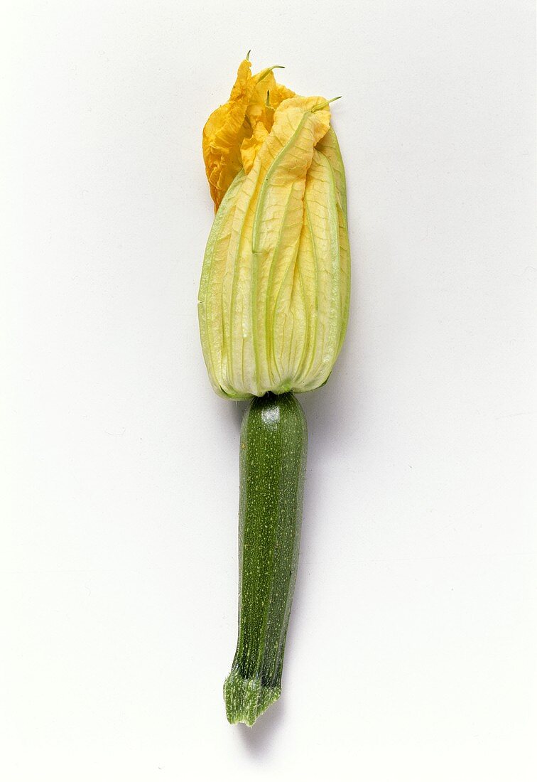 Zucchini Blossom
