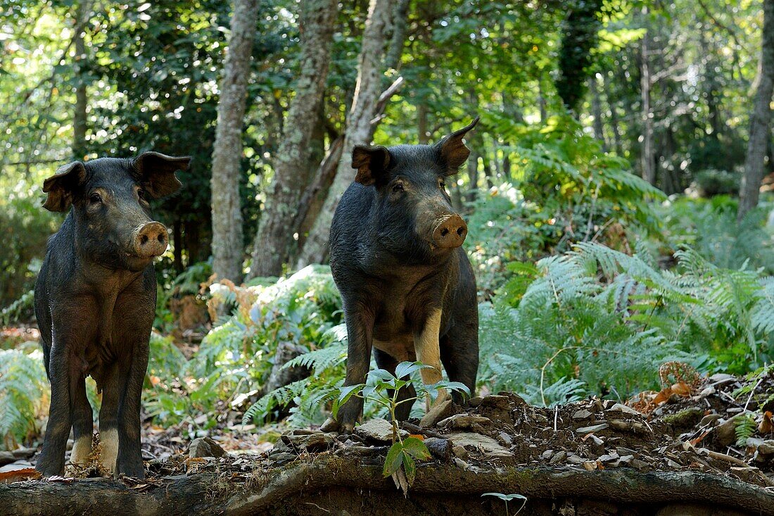 France, Haute Corse, Castagniccia, pigs in the wild