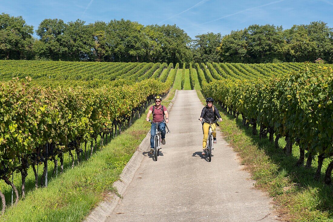 Schweiz, Kanton Waadt, Nyon, Paar fährt Elektrofahrrad im Weinberg von Duillier