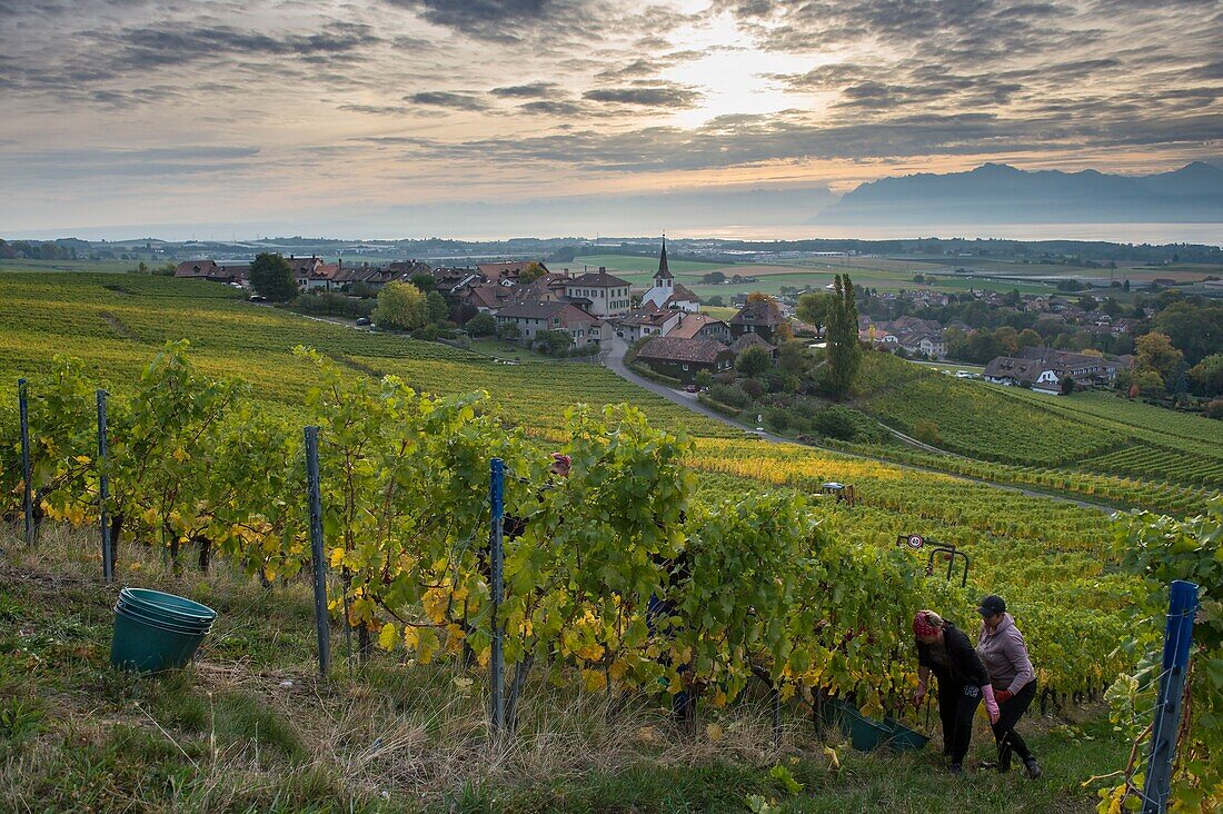 Switzerland, Canton of Vaud, Nyon, vintage in the vineyard and village of Féchy in the background