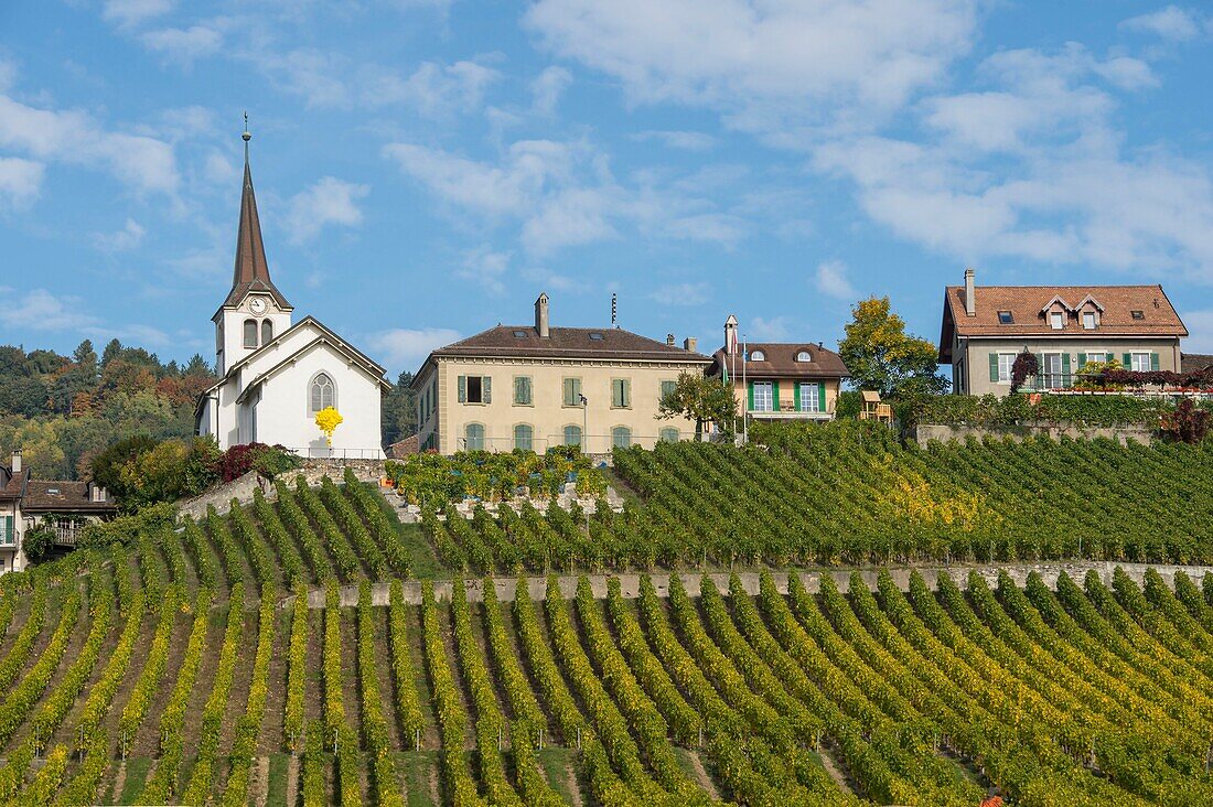 Switzerland, Canton of Vaud, Nyon, vineyard and village of Féchy