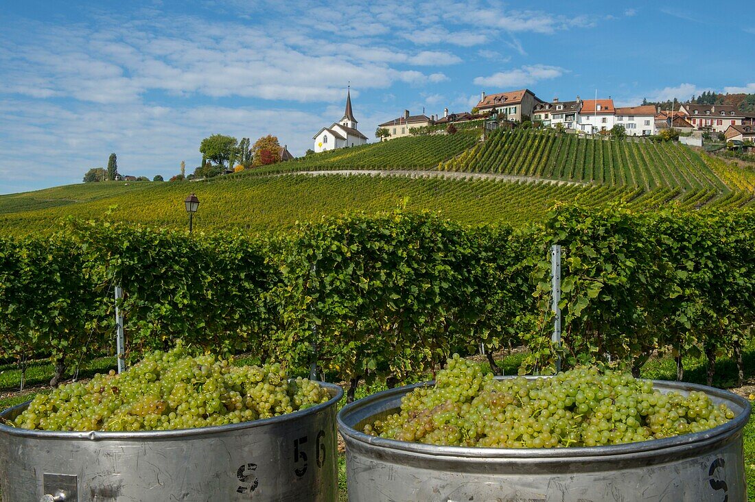 Schweiz, Kanton Waadt, Nyon, Weinlese im Weinberg und das Dorf Féchy im Hintergrund