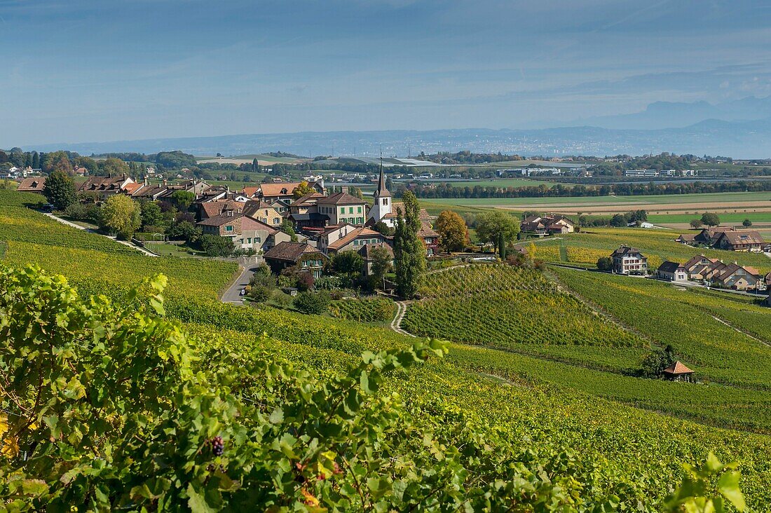 Switzerland, Canton of Vaud, Nyon, the vineyard and the picturesque village of Féchy