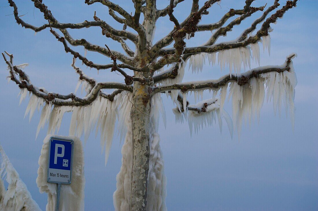 Schweiz, Kanton Waadt, Versoix, die Ränder des Genfersees sind bei sehr kaltem Nordwind mit Eis bedeckt, die Äste der Bäume haben sich in Girlanden aus Eis verwandelt