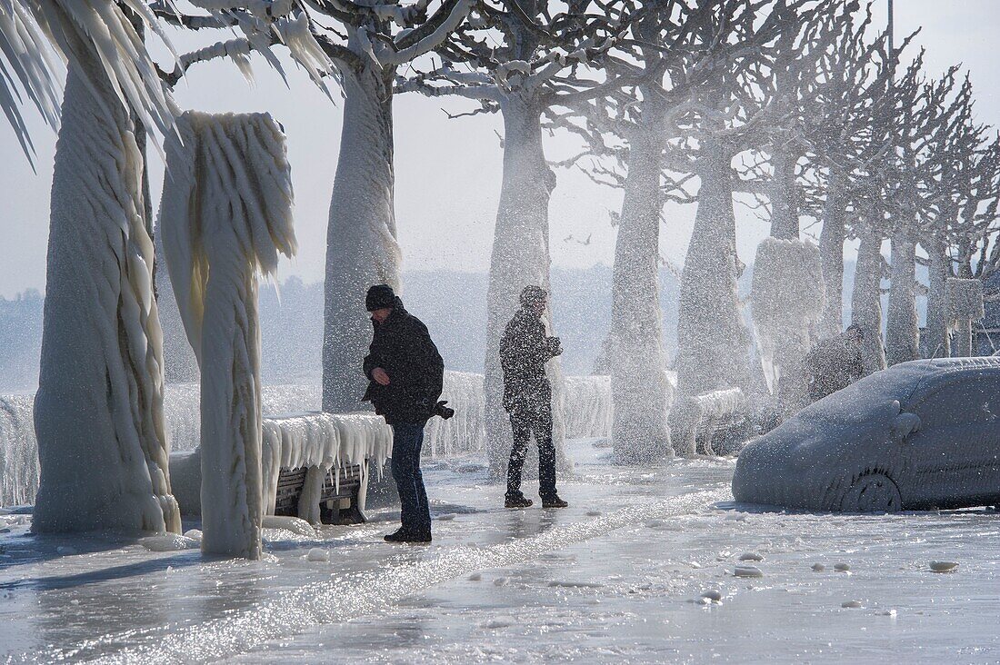 Switzerland, Canton of Vaud, Versoix, the shores of Lake Geneva very cold, the wind brings spray that freeze instantly on contact with the air