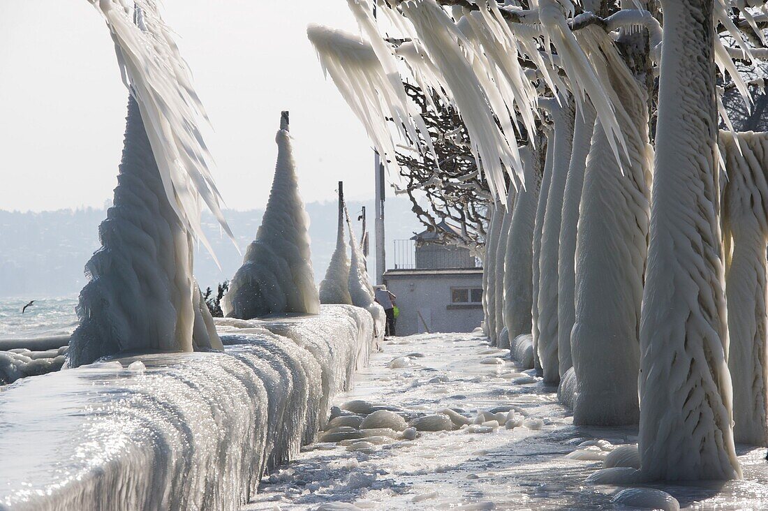 Schweiz, Kanton Waadt, Versoix, Genferseeufer bei sehr kaltem Wetter, Eisdecke auf den Bäumen des Ufers