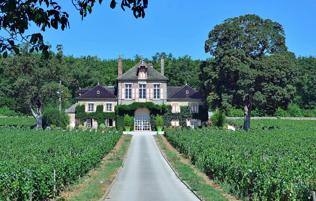 Frankreich, Cote d'Or, Burgund, von der UNESCO zum Weltkulturerbe erklärt, die Domäne von Ardhuy, Clos Langres