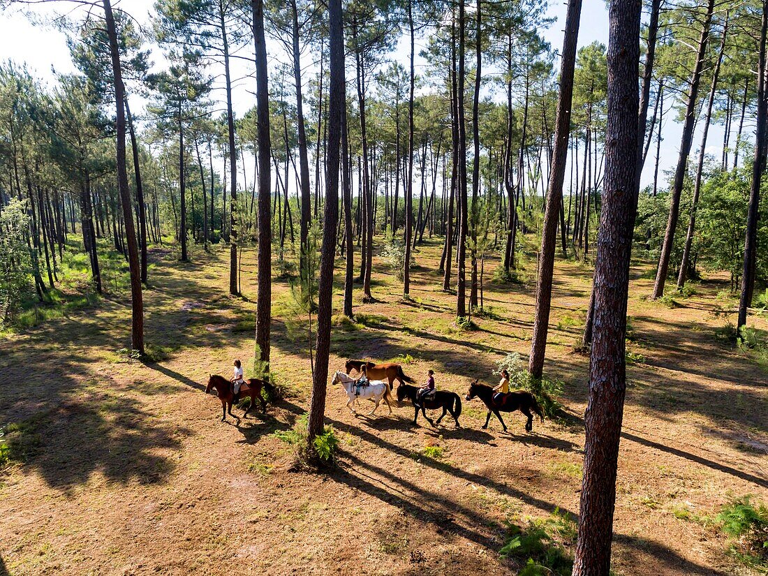 France, Gironde, Val de L'Eyre, Parc Naturel Régional des Landes de Gascogne, horseback ride with Caballo Loco, a Chilean family specializing in equestrian art(aerial view)