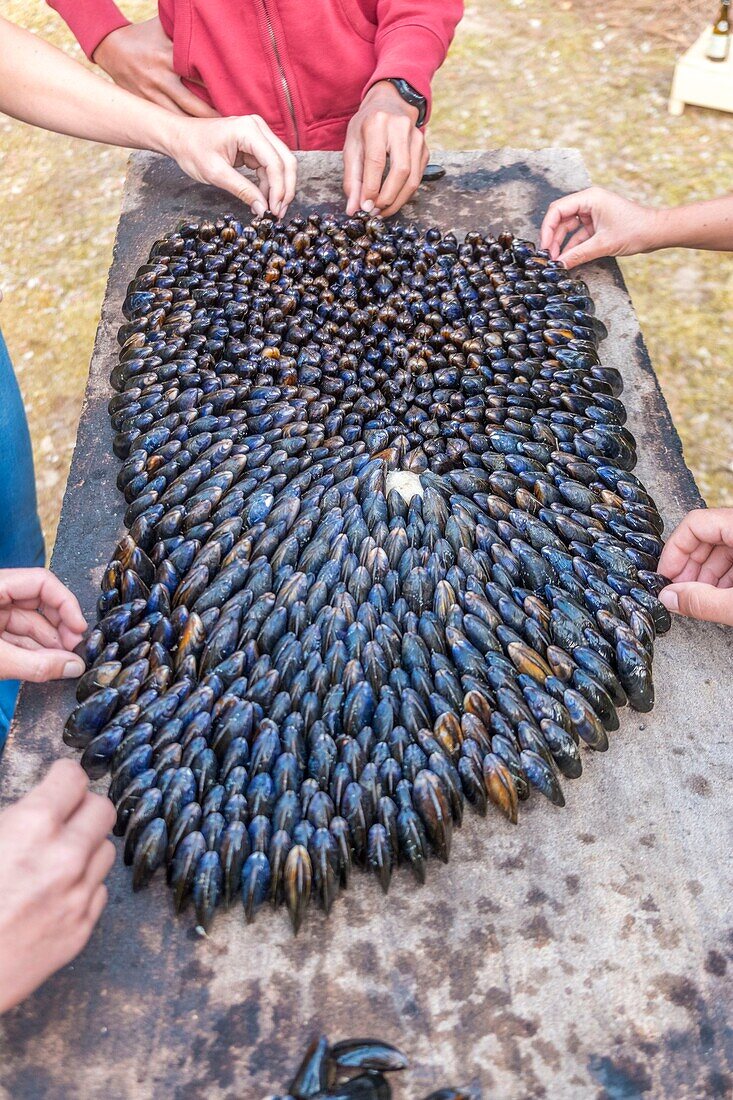 France, Charente Maritime, Ile d'Oleron, eclade, typical and local dish, alignment of mussels intended to be cooked in a fire of pine needles