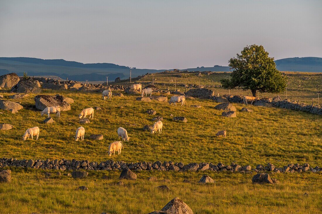 Frankreich, Lozere, Regionaler Naturpark Aubrac, Marchastel, Nasbinals