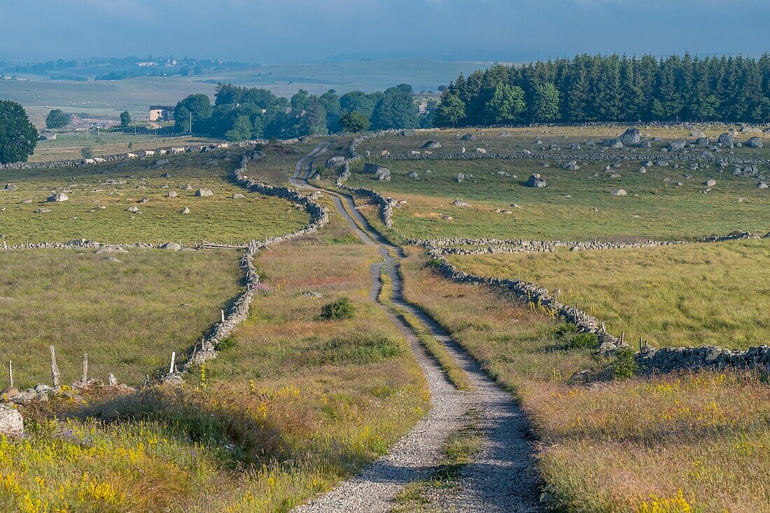 France, Lozere, Aubrac Regional Nature Park, Marchastel, Nasbinals