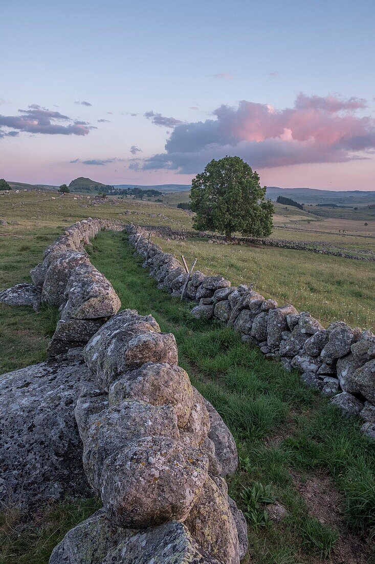 France, Lozere, Aubrac Regional Nature Park, Marchastel, Nasbinals