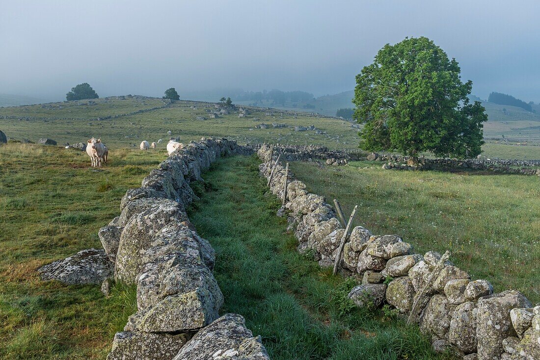 France, Lozere, Aubrac Regional Nature Park, Marchastel, Nasbinals