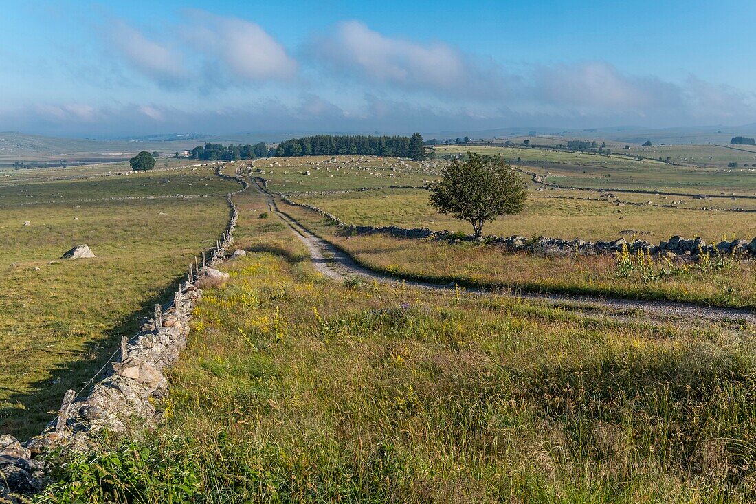 France, Lozere, Aubrac Regional Nature Park, Marchastel, Nasbinals