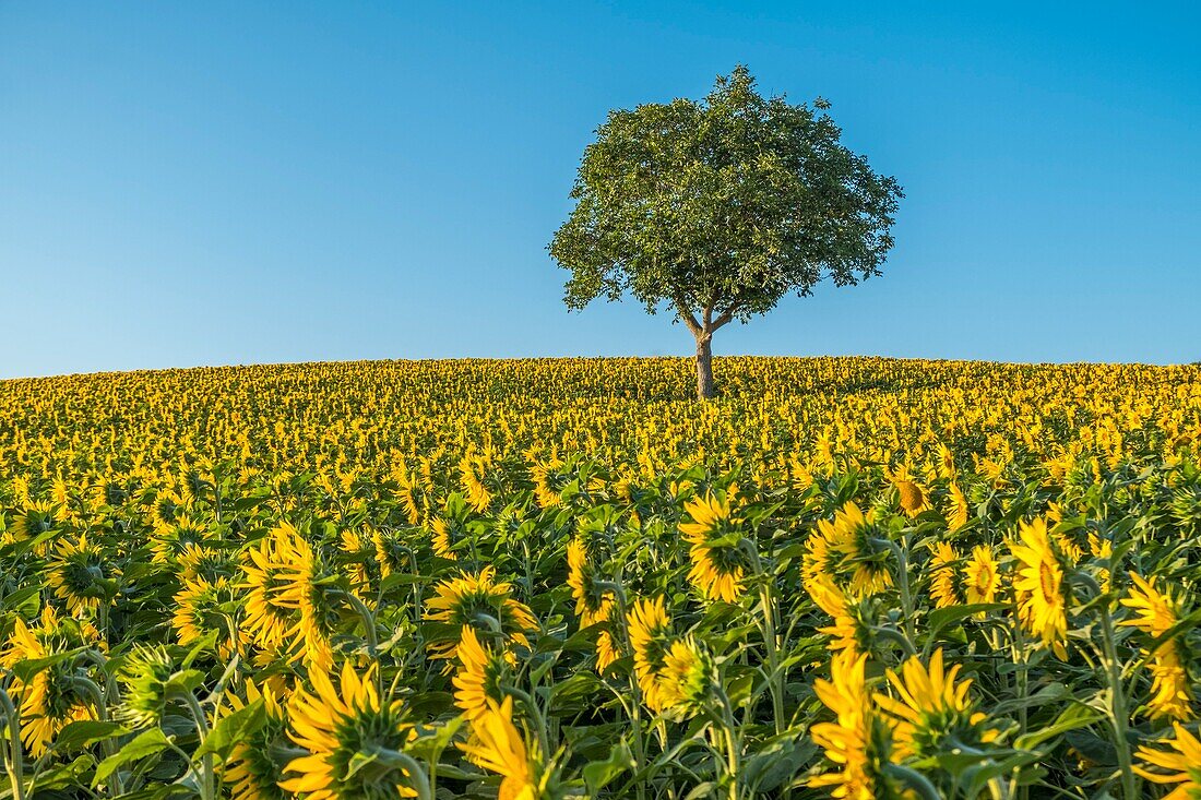 France, Puy de Dome, walnut tree in a sunflower field, Limagne plain