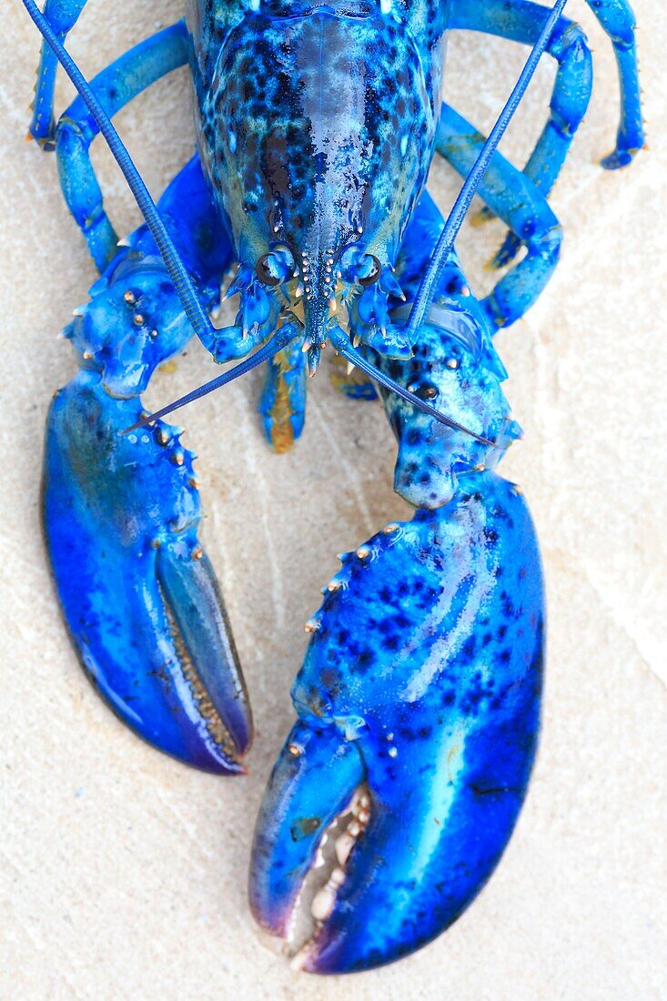 Kanada, New Brunswick, Acadie, Gloucester County, Shippagan, New Brunswick Aquarium and Marine Center (1982), Blauer Hummer (Homarus americanus)