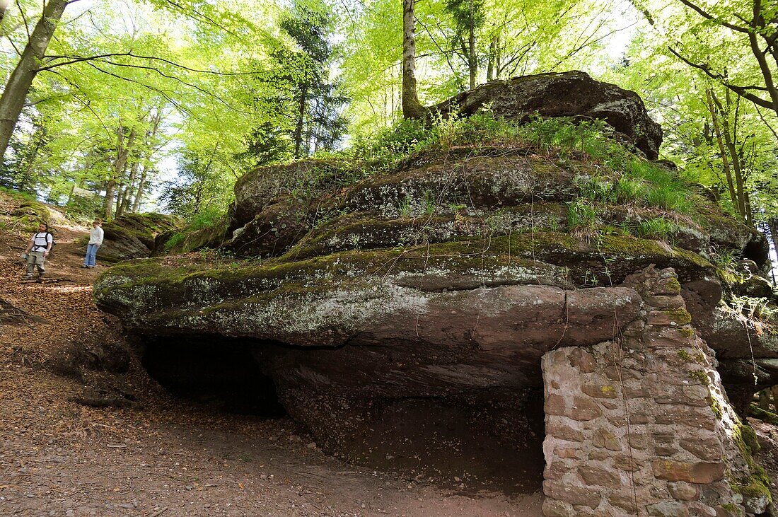 France, Meurthe et Moselle, above Badonviller and Celles sur Plaine, Col de la Chapelotte, Grotte des Poilus, rescue station during the First World War