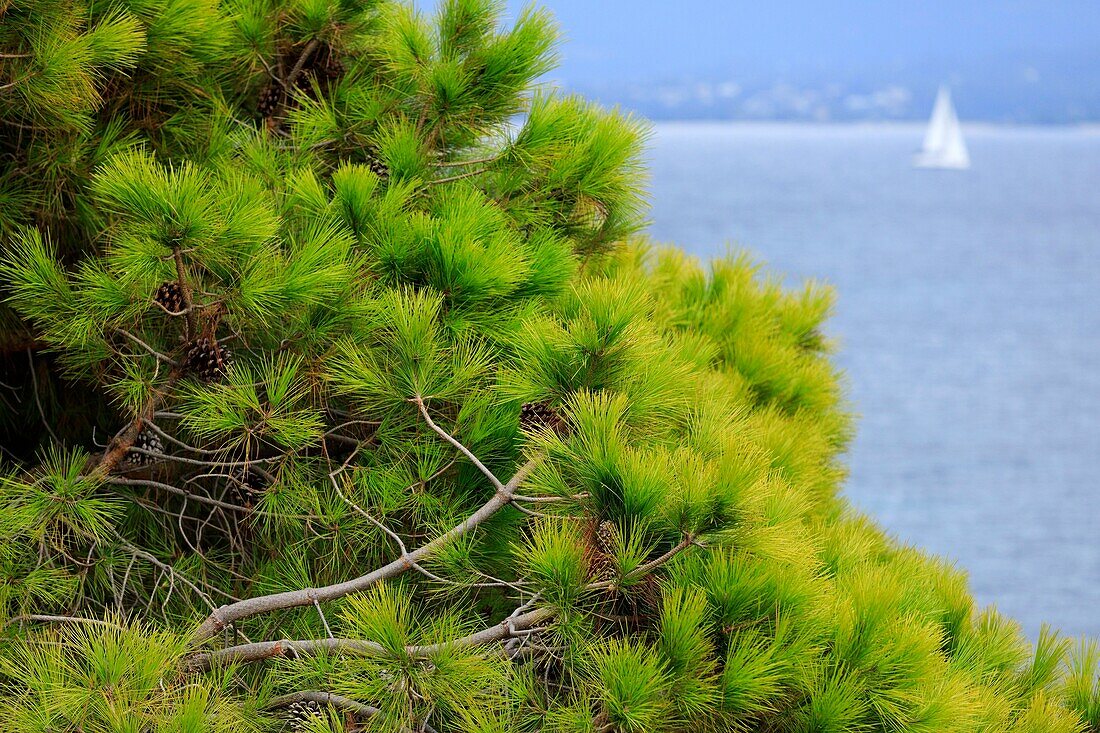 France, Corse du Sud, Ajaccio