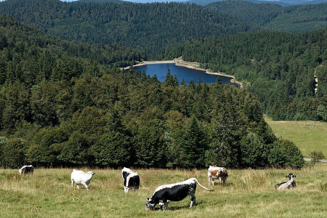 Frankreich, Vogesen, Hochvogesen, bis Le Hohneck, Route des Cretes, Weiden, Vogesen-Kühe, See La Lande