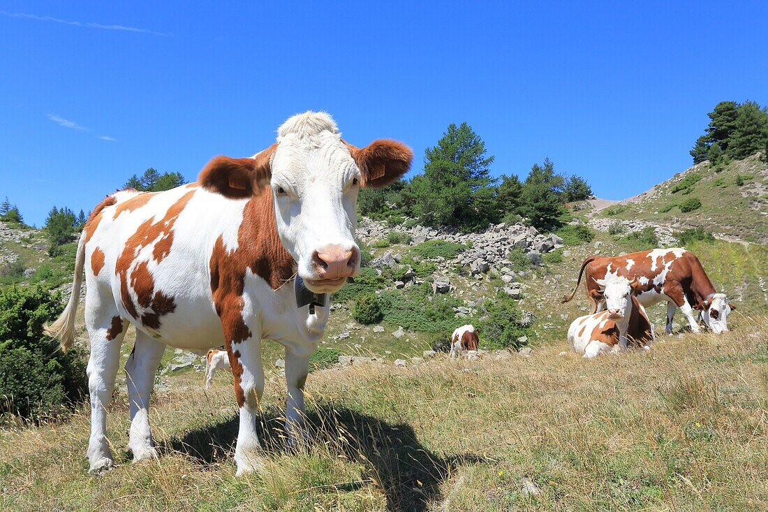 France, Hautes Alpes, Haut Champsaur, Ancelle, Col de Moissiere, cows at liberty in high mountain pastures