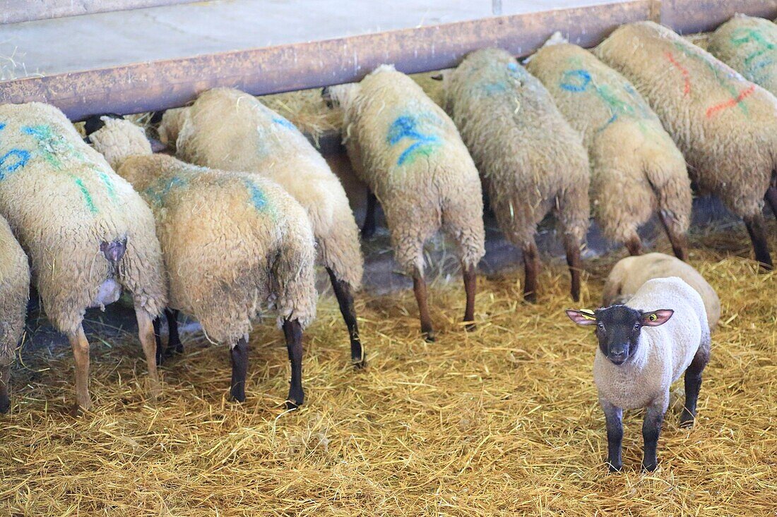 Frankreich, Ille et Vilaine, Smaragdküste, Bucht von Mont Saint Michel, von der UNESCO zum Weltkulturerbe erklärt, Roz sur Couesnon, Salzwiesenlämmer (g.U.) und Schafe à l' cowshed