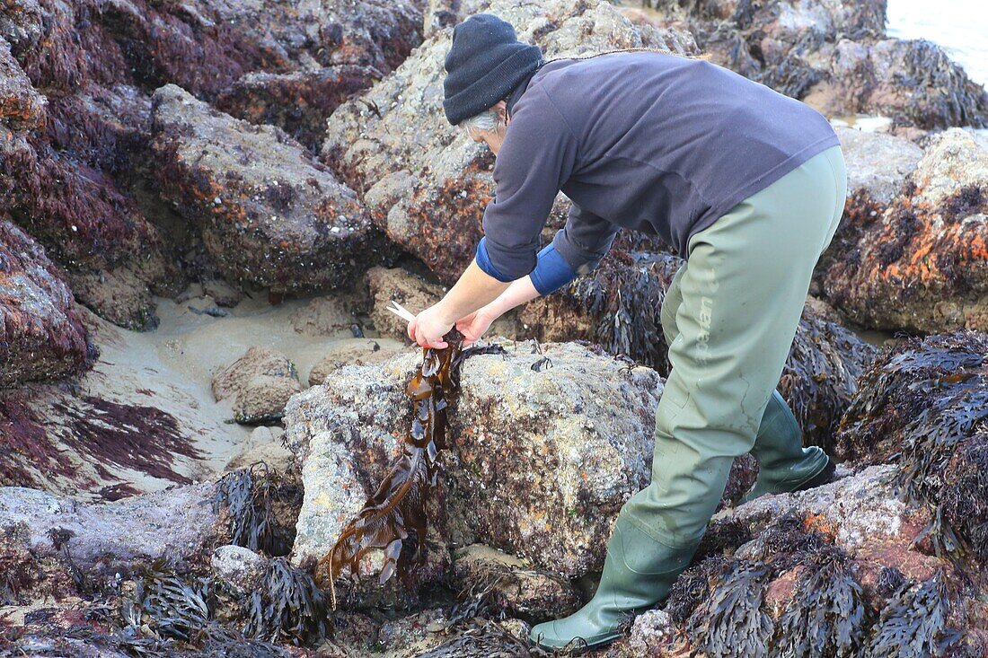 Frankreich, Ille et Vilaine, Smaragdküste, Saint Lunaire, Scheren von Algen am Strand während der Flut, um sie zu Gourmet-Produkten zu verarbeiten und unter der Marke Alg'Emeraude zu verkaufen