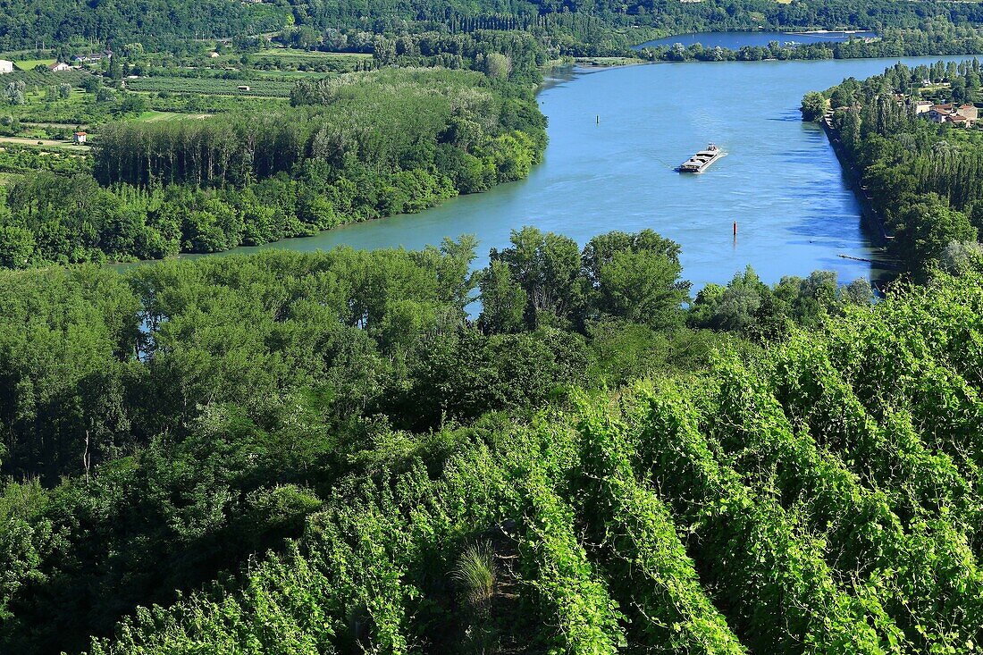 Frankreich, Rhône, Condrieu, und die Rhône, Cotes du Rhône, AOC Condrieu