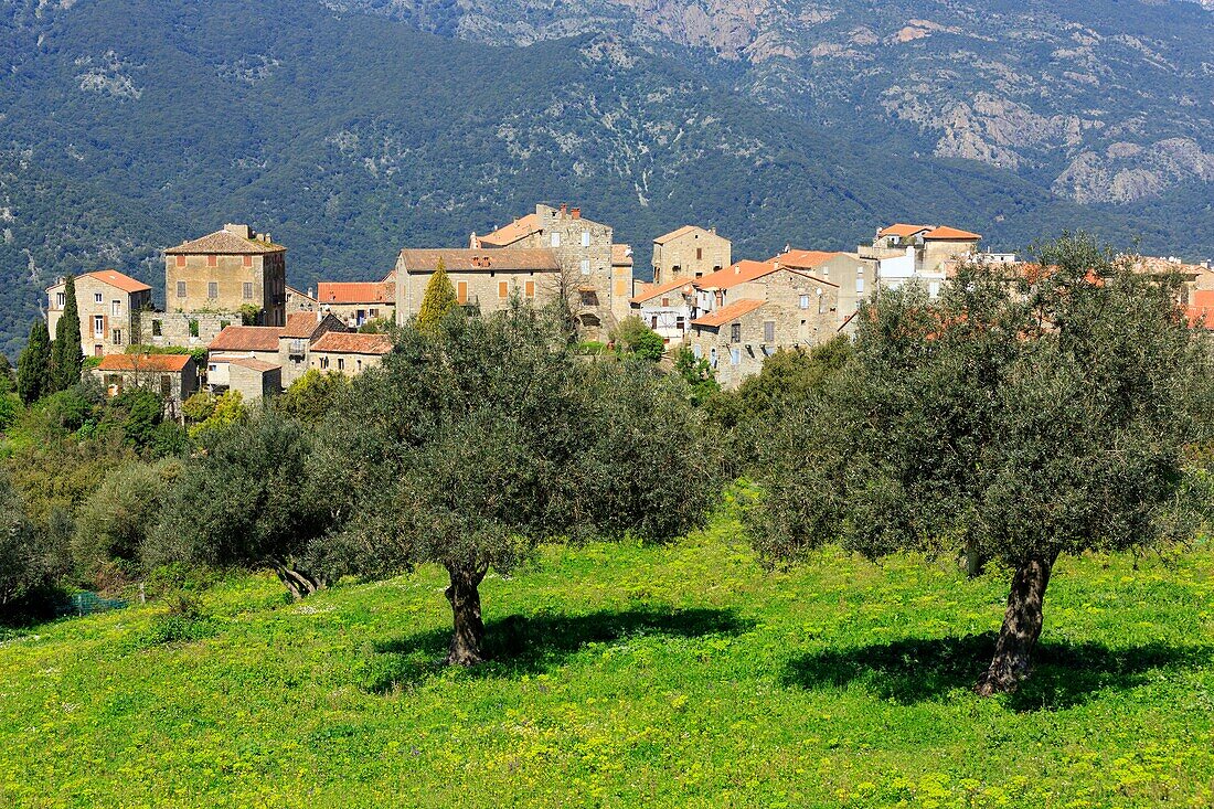 France, Corse du Sud, Alta Rocca region, Sainte Lucie de Tallano