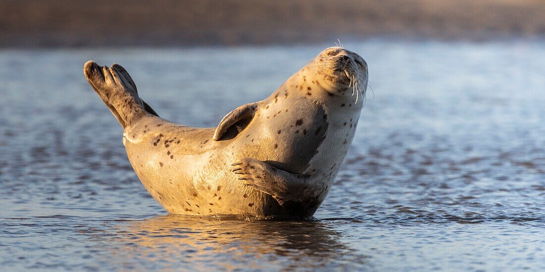 France, Pas de Calais, Cote d'Opale, Authie Bay, Berck sur mer, common seal (Phoca vitulina) resting on sandbanks at low tide