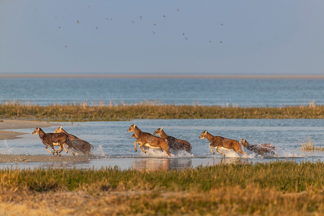 Frankreich, Somme, Bucht von Somme, Naturschutzgebiet der Bucht von Somme, Le Crotoy, Mufflons (Korsisches Mufflon, Ovis orientalis musimon), die in dem Naturschutzgebiet in der Bucht von Somme Zuflucht gefunden haben, einen Tag der Jagd, die Mufflons wurden in den 1980er Jahren für die Jagd und Öko-Weiden in einem privaten Bereich in der Nähe der Reserve eingeführt