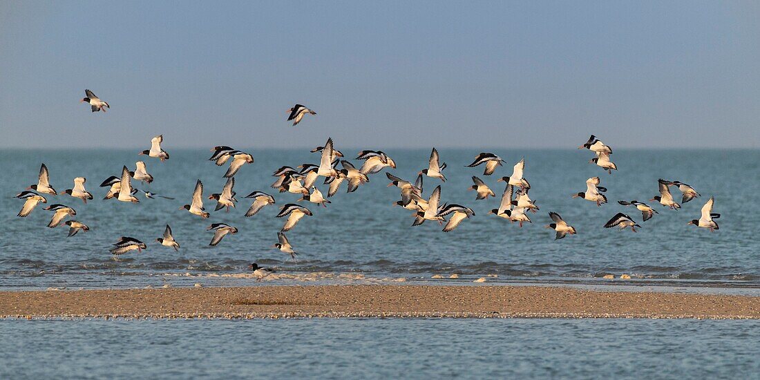 France, Somme, Bay of Somme, Natural Reserve of the Bay of Somme, Le Crotoy, Flight of Eurasian Oystercatcher (Haematopus ostralegus) in the Bay of Somme Nature Reserve